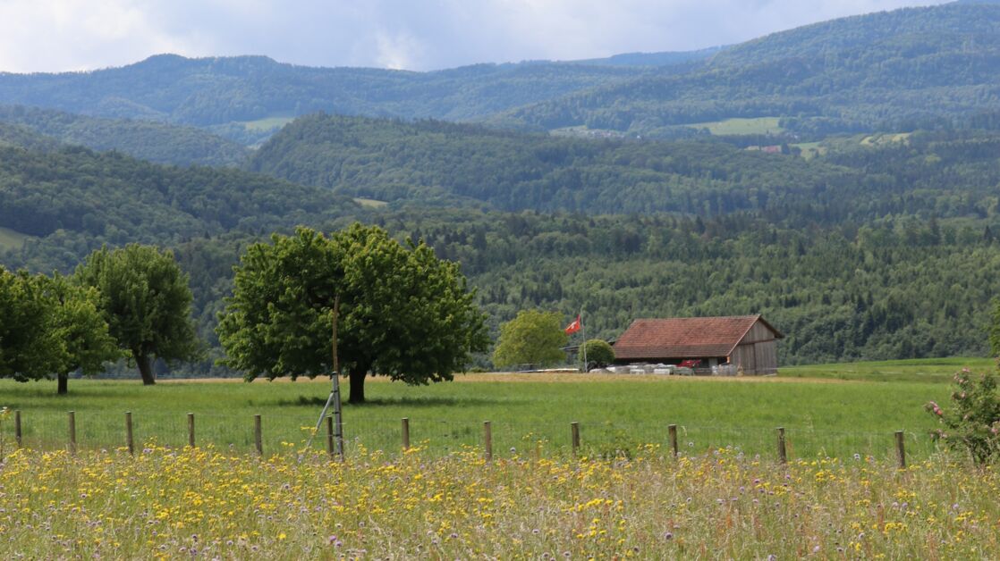 Honigbienen Laufen 1