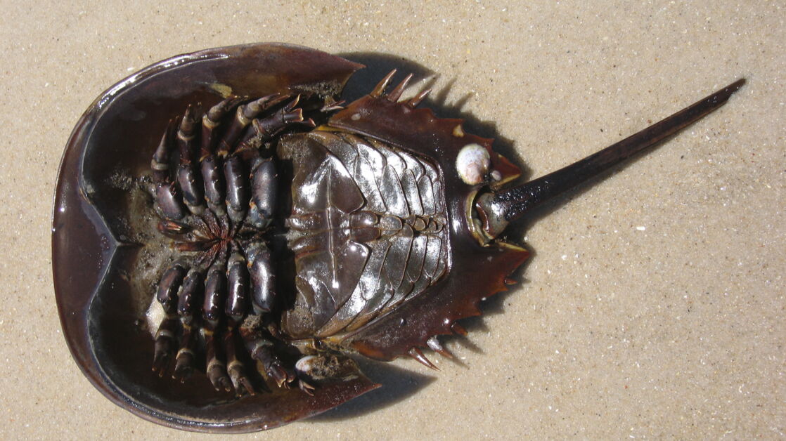 Mesolimulus (Pfeilschwanzkrebs) Mesolimulus (Pfeilschwanzkrebs)