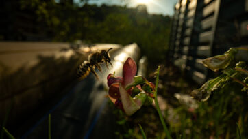 Blattschneiderbiene (Megachile sp.) - Altegg Blattschneiderbiene (Megachile sp.) - Altegg