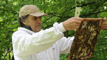 Honigbienen Laufen 3