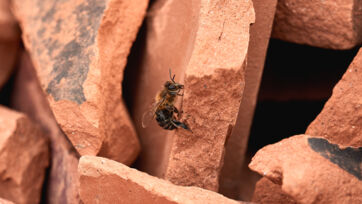 Bienen Laufen Bienen Laufen