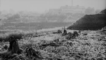 Baumstrünke Binz Baumstrünke Binz