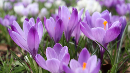 Krokus blühend Krokus blühend