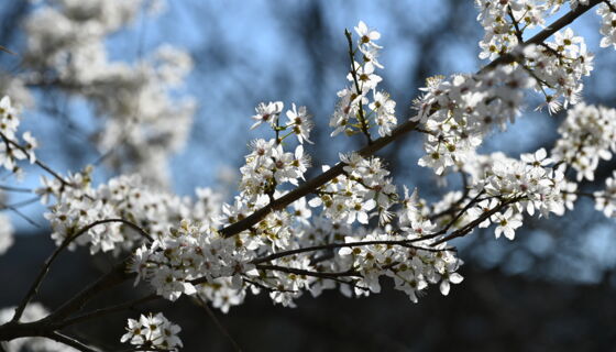 Kirschbaum Kirschbaum