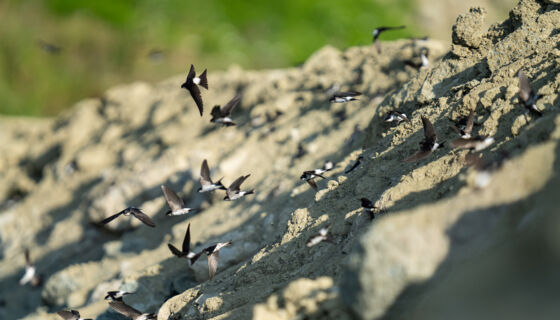 Uferschwalbe (Riparia riparia) – Helsighausen Uferschwalbe (Riparia riparia) – Helsighausen