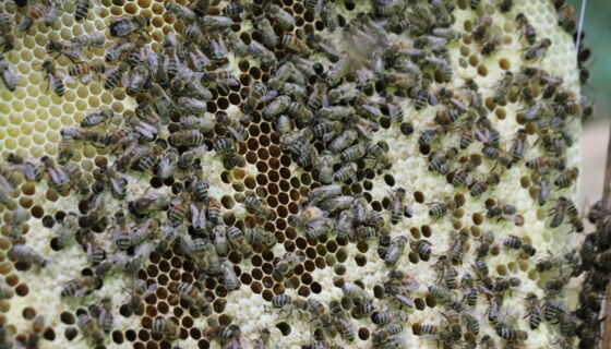 Honigbienen Laufen 4