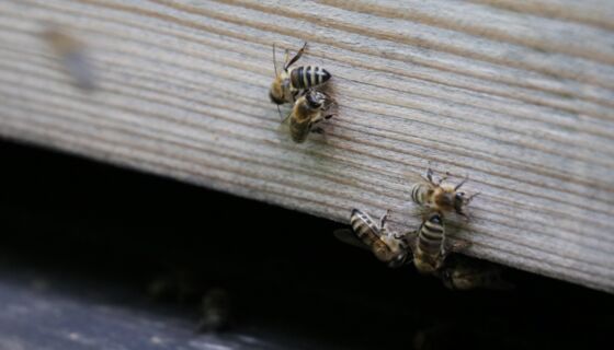 Honigbienen Laufen 5