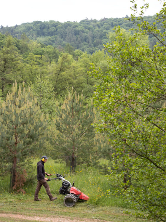 Neophyten_Grube_Rafz_3 Neophyten_Grube_Rafz_3