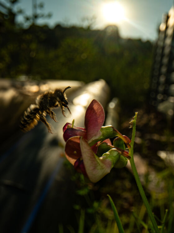 Blattschneiderbiene (Megachile sp.) - Altegg Blattschneiderbiene (Megachile sp.) - Altegg