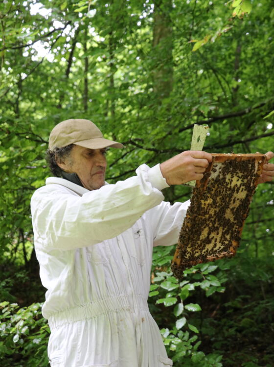 Honigbienen Laufen 3 Honigbienen Laufen 3