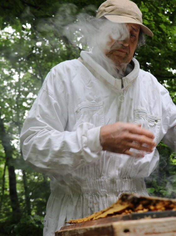 Honigbienen Laufen 6 Honigbienen Laufen 6
