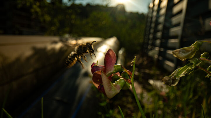 Blattschneiderbiene (Megachile sp.) - Altegg