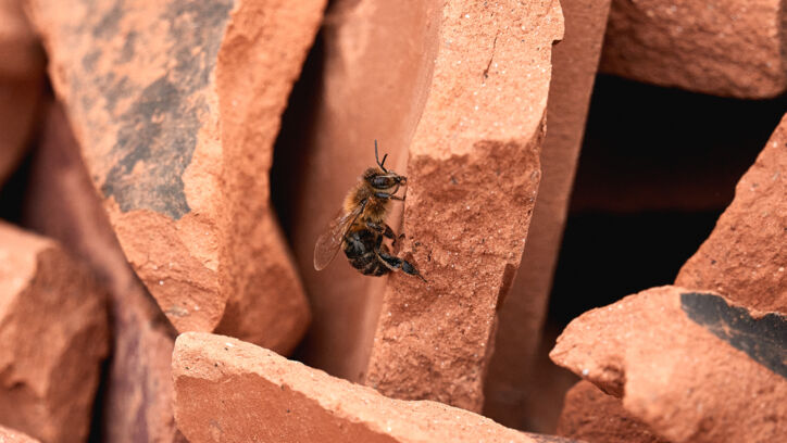 Bienen Laufen Bienen Laufen